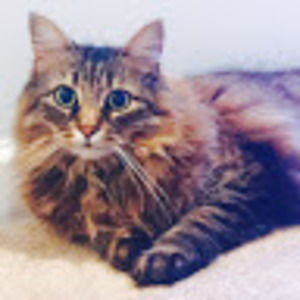 Meet your Posher, Joe